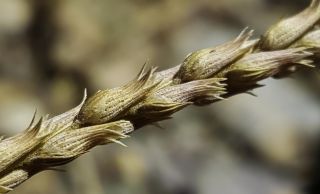 Lavandula coronopifolia Poiret [13/14]