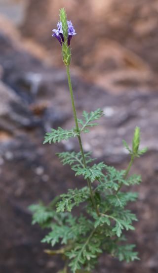 Lavandula mairei Humbert [14/16]