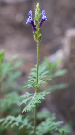 Lavandula mairei Humbert [15/16]