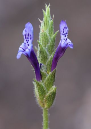 Lavandula mairei Humbert [16/16]