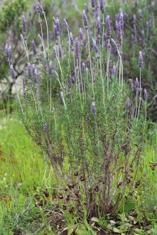 Lavandula pedunculata (Miller) Cav. subsp. atlantica (Br.-Bl.) Romo [8/9]
