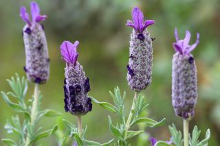Lavandula pedunculata (Miller) Cav. subsp. atlantica (Br.-Bl.) Romo [9/9]