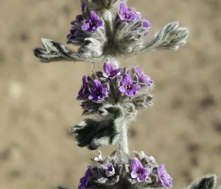 Marrubium alyssoides Pomel [3/8]