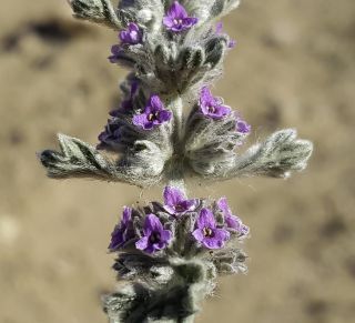 Marrubium alyssoides Pomel [4/8]