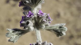 Marrubium alyssoides Pomel [6/8]