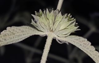 Marrubium litardierei Marmey [13/13]