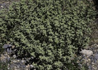 Marrubium multibracteatum subsp. ayachicum (Humbert) Dobignard [2/11]