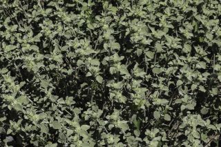 Marrubium multibracteatum subsp. ayachicum (Humbert) Dobignard [3/11]