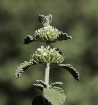 Marrubium multibracteatum subsp. ayachicum (Humbert) Dobignard [5/11]
