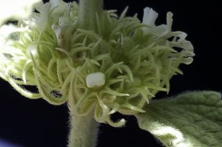 Marrubium multibracteatum subsp. ayachicum (Humbert) Dobignard [9/11]