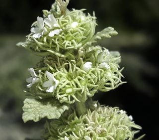 Marrubium multibracteatum subsp. ayachicum (Humbert) Dobignard [10/11]