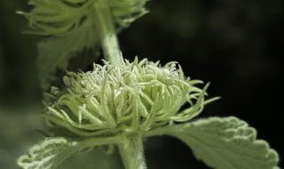 Marrubium multibracteatum subsp. ayachicum (Humbert) Dobignard [8/11]