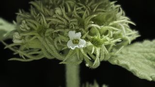 Marrubium multibracteatum subsp. ayachicum (Humbert) Dobignard [11/11]