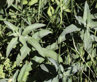 Mentha longifolia (L.) Huds. [3/7]