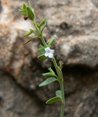 Micromeria arganietorum (Emb.) R. Morales [10/15]