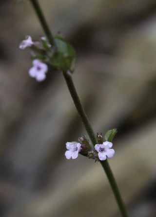 Micromeria arganietorum (Emb.) R. Morales [13/15]