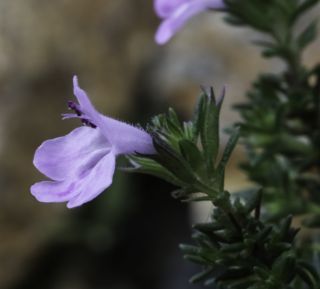Micromeria inodora (Desf.) Benth. [7/10]