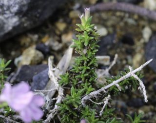 Micromeria inodora (Desf.) Benth. [9/10]