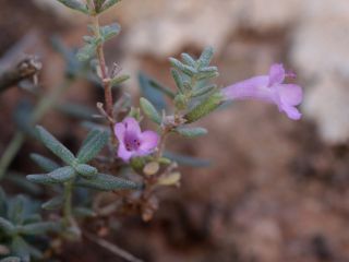 Micromeria macrosiphon Cosson [8/14]