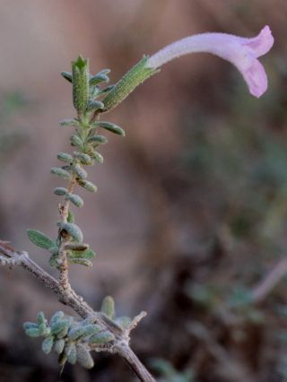 Micromeria macrosiphon Cosson [9/14]