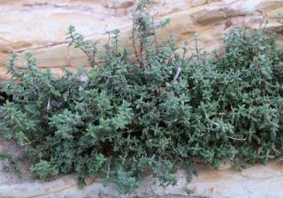 Micromeria macrosiphon Cosson [10/14]
