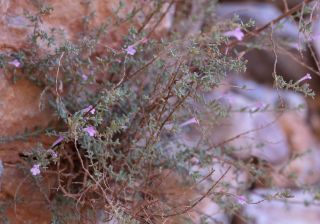 Micromeria macrosiphon Cosson [11/14]