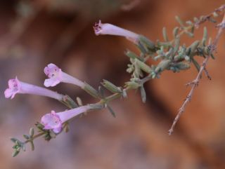 Micromeria macrosiphon Cosson [13/14]