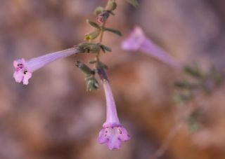 Micromeria macrosiphon Cosson [14/14]