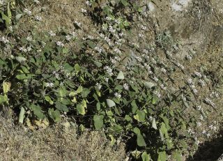 Phlomis bovei subsp. maroccana Maire [1/11]