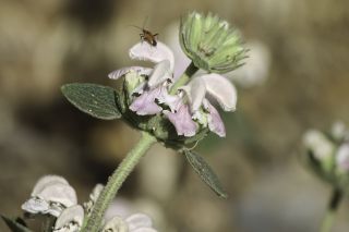 Phlomis bovei subsp. maroccana Maire [4/12]