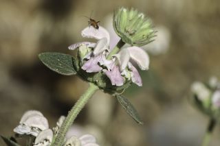 Phlomis bovei subsp. maroccana Maire [5/11]