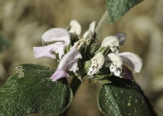 Phlomis bovei subsp. maroccana Maire [5/12]