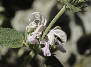 Phlomis bovei subsp. maroccana Maire [6/12]