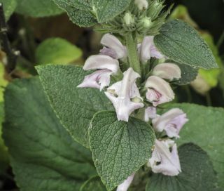 Phlomis bovei subsp. maroccana Maire [7/12]