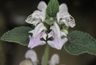 Phlomis bovei subsp. maroccana Maire [8/12]