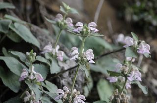Phlomis bovei subsp. maroccana Maire [9/12]