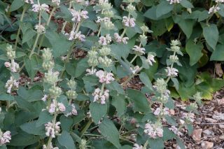 Phlomis bovei subsp. maroccana Maire [10/12]