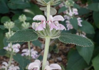 Phlomis bovei subsp. maroccana Maire [12/12]