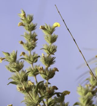 Phlomis crinita subsp. mauritanica (Munby) Murb. [1/7]