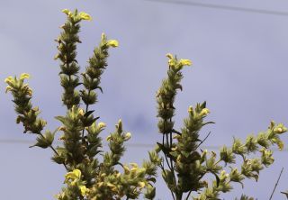 Phlomis crinita subsp. mauritanica (Munby) Murb. [2/7]