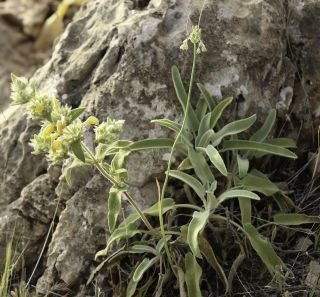 Phlomis crinita subsp. mauritanica (Munby) Murb. [3/7]