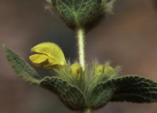 Phlomis crinita subsp. mauritanica (Munby) Murb. [7/7]