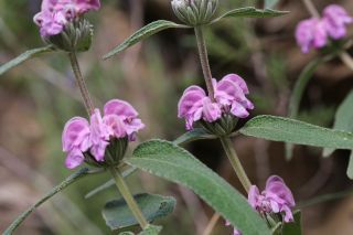 Phlomis purpurea subsp. caballeroi (Pau) Rivas Martinez [1/4]