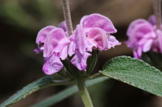 Phlomis purpurea subsp. caballeroi (Pau) Rivas Martinez [2/4]