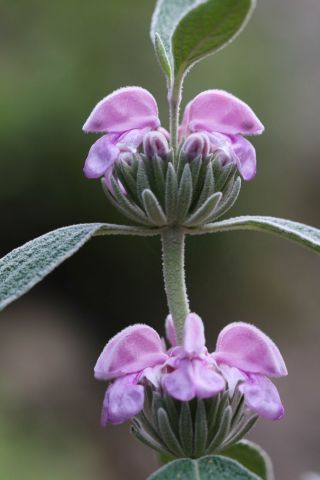 Phlomis purpurea subsp. caballeroi (Pau) Rivas Martinez [3/4]