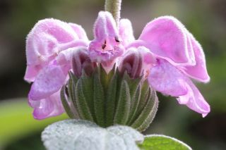 Phlomis purpurea subsp. caballeroi (Pau) Rivas Martinez [4/4]