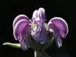 Phlomis purpurea L. subsp. purpurea [5/9]