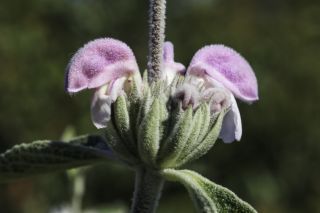 Phlomis purpurea L. subsp. purpurea [6/9]