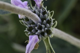 Phlomis purpurea L. subsp. purpurea [7/9]