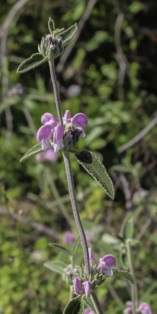 Phlomis purpurea L. subsp. purpurea [8/9]
